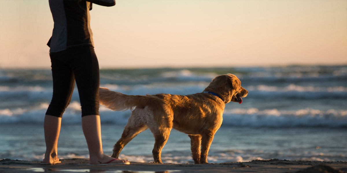 Everything you need to know about planning a dog-friendly getaway