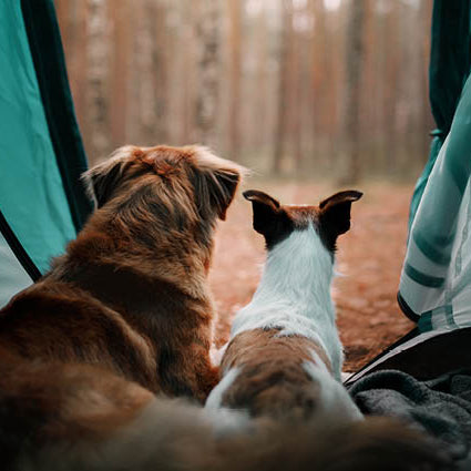 Top tips when taking your dog camping