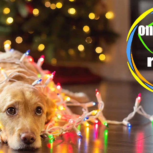 21 Dangers That Could Ruin Your Dog's Christmas
