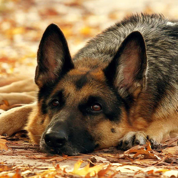 The dangers all us dog owners need to be aware of this Autumn