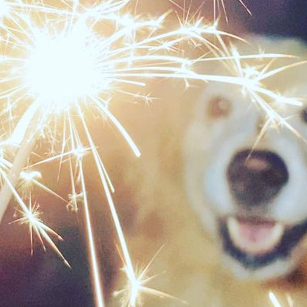 Tips for keeping your dog calm around fireworks