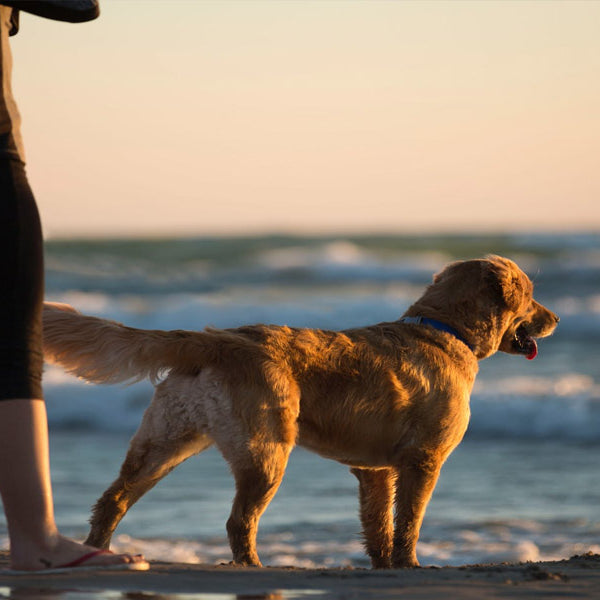 Everything you need to know about planning a dog-friendly getaway