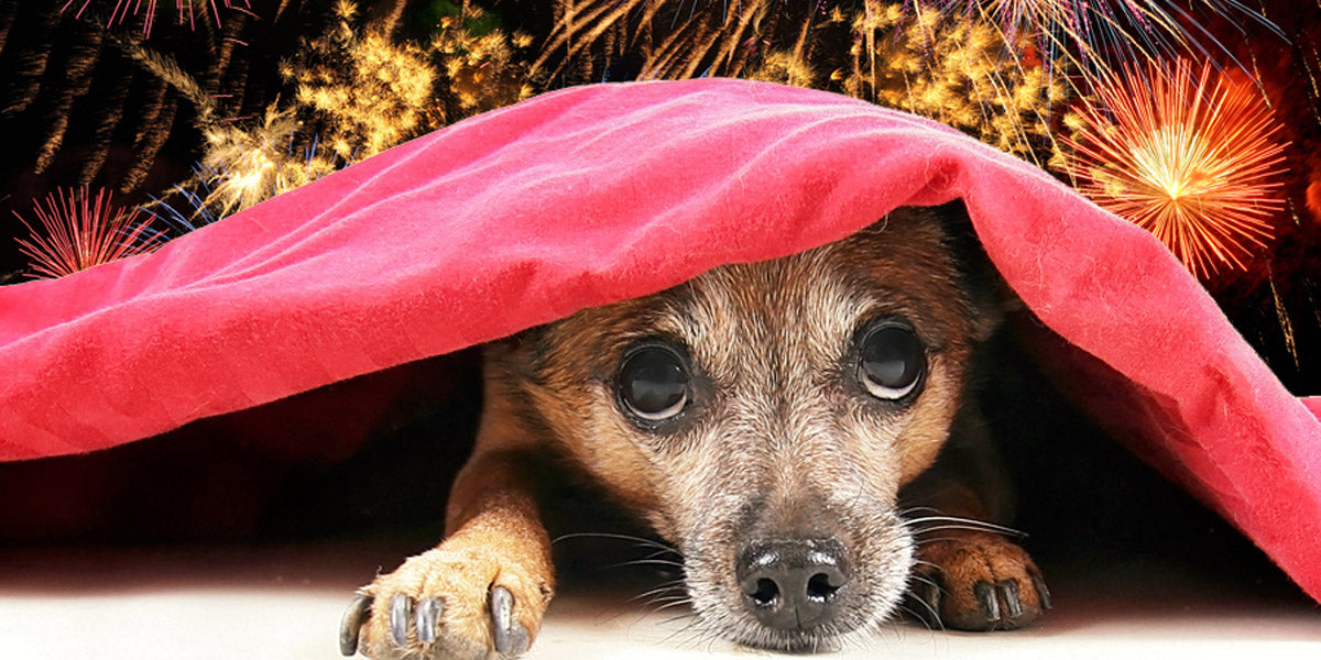 Est 45% of UK dogs show signs of fear with fireworks