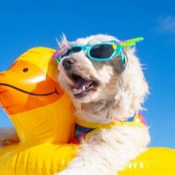 HOW TO KEEP DOGS COOL IN THE SUMMER