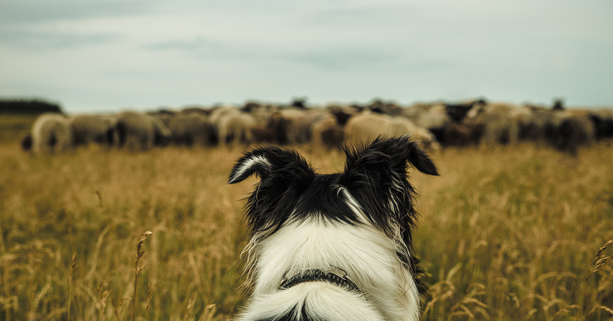Walking a dog in the countryside