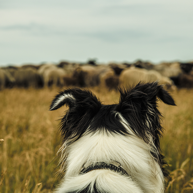 Walking a dog in the countryside