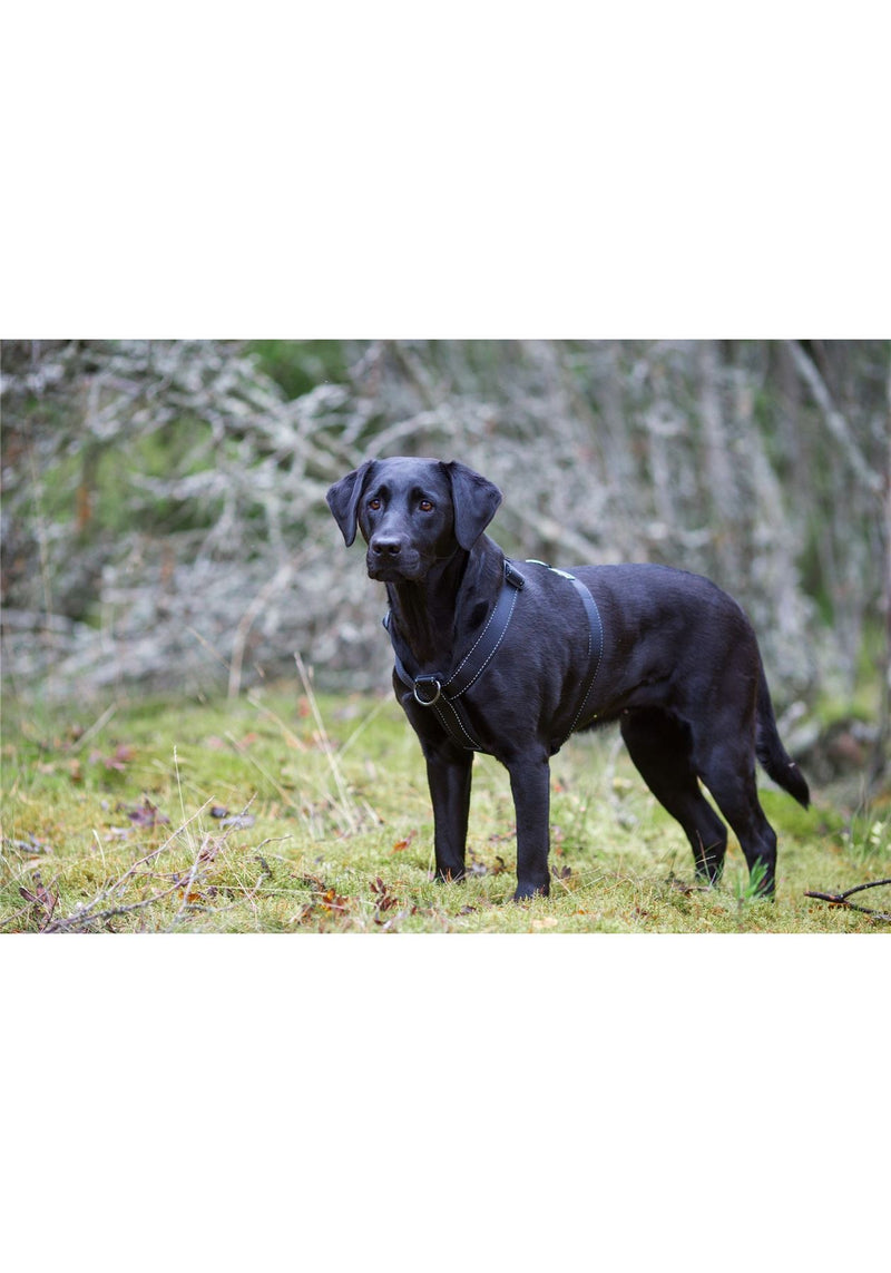 Rukka Pets Form Ergonomic Adjustable Reflective Adventure Dog Harness Black