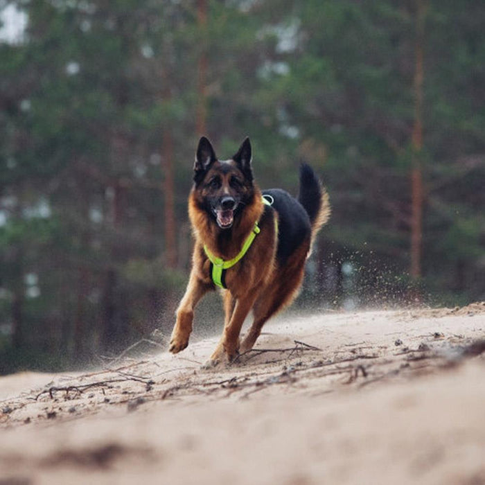 Rukka Pets Form Neon Yellow Comfy Dog Harness