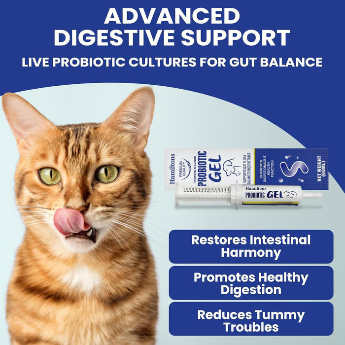 Hamiltons Probiotic Paste Gel for Dogs and Cats Chicken Flavour 60ml