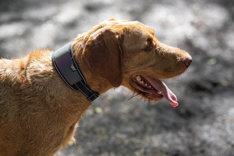 Rukka Pets Dog Luminous Soft Collar