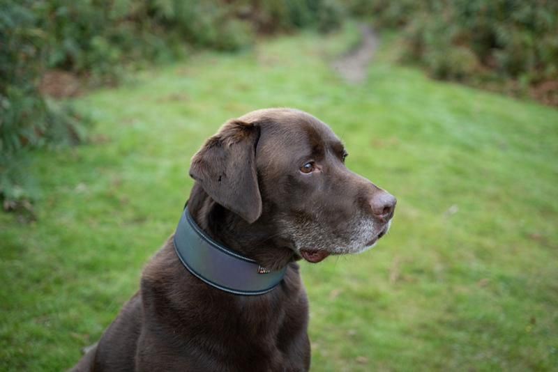 Collier souple lumineux pour chien Rukka Pets