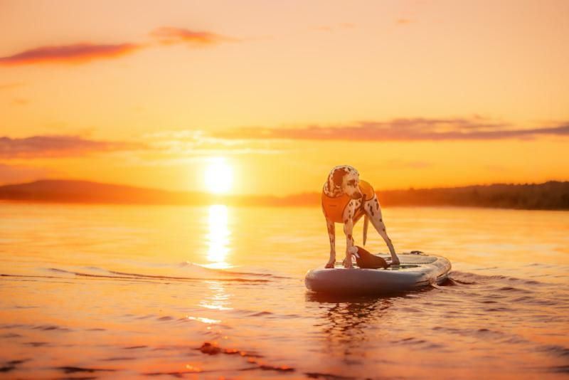 Rukka Pets Swim Vest Sunset