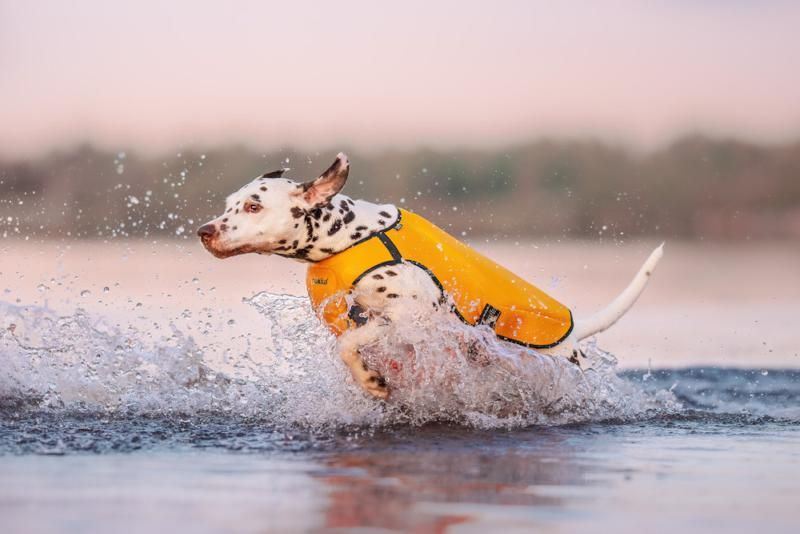 Rukka Pets Swim Vest Sunset