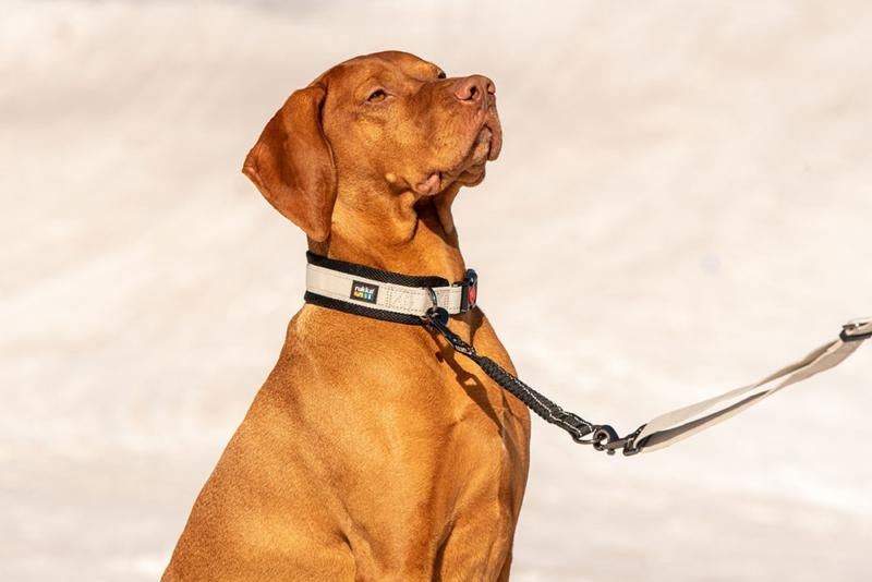 Rukka Pets Dog Bliss Anti-Shock Extension