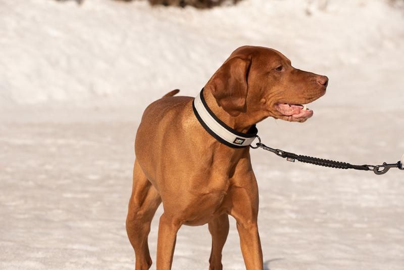 Rukka Pets Dog Bliss Anti-Shock Extension