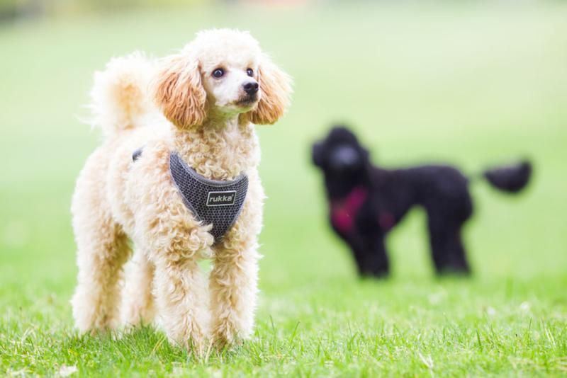 Rukka Pets Comfort Air Grey Dog Harness