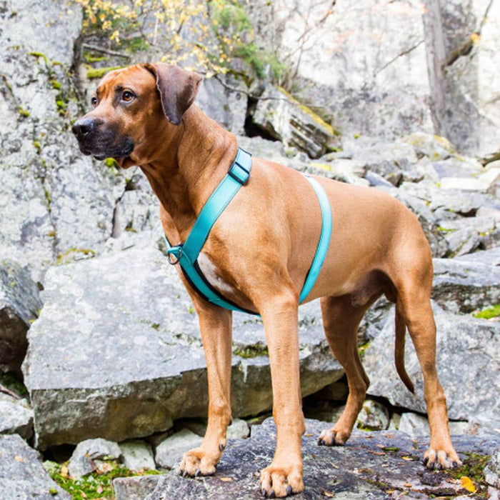 Rukka Pets Form Turquoise Comfy Dog Harness