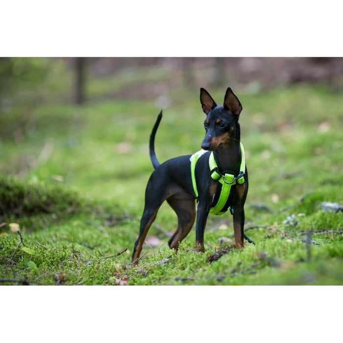 Rukka Pets Neon Light Yellow Dog Harness